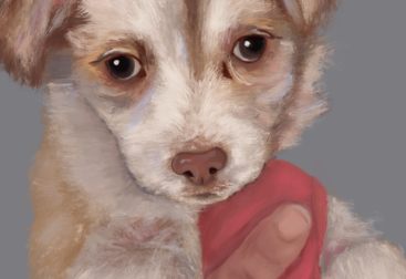 Portrait of a small, fluffy dog