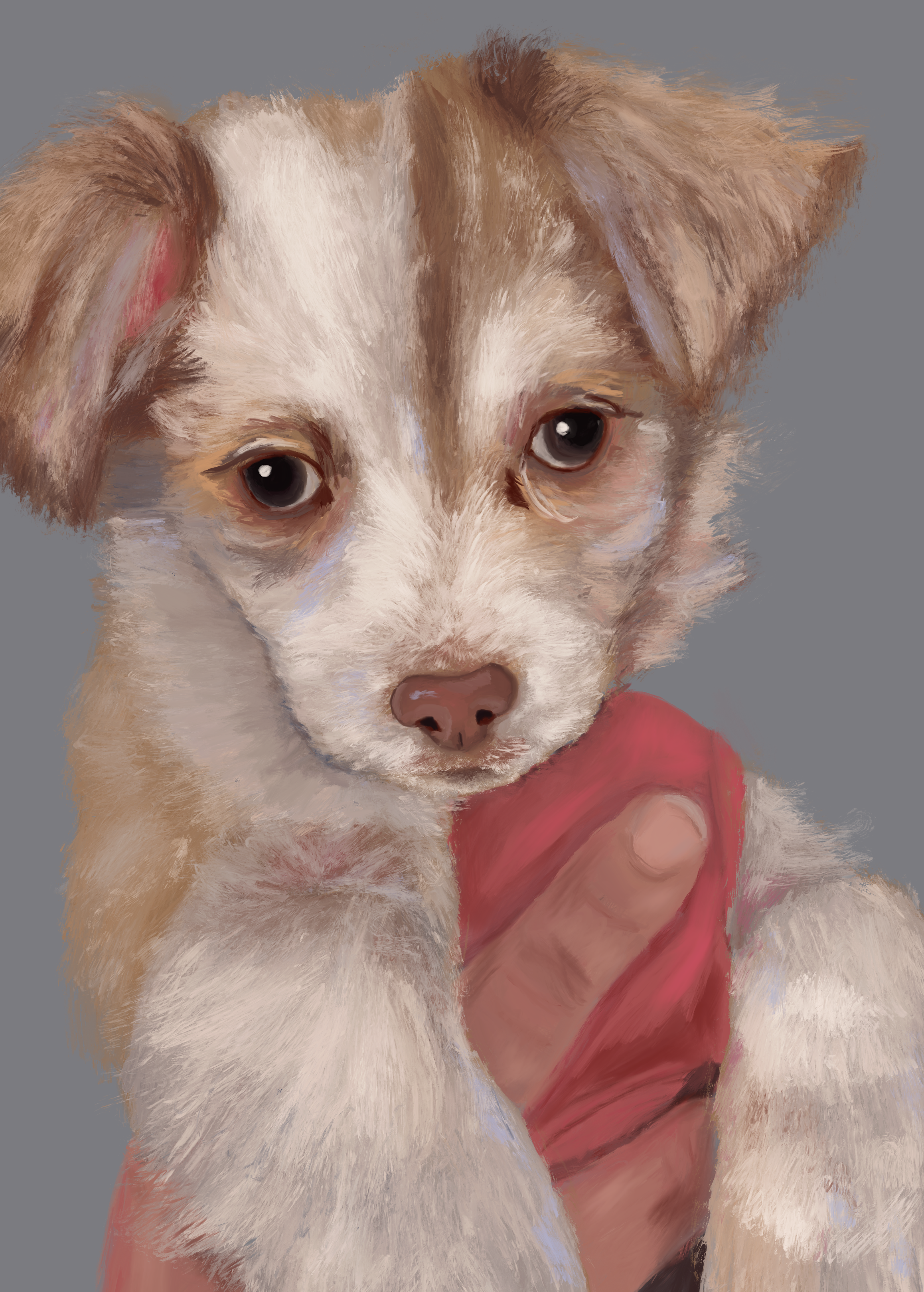 Portrait of a small, fluffy dog