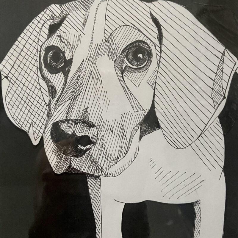 Beagle drawn in pen and ink